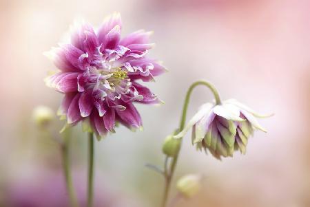 Aquilegia flowers