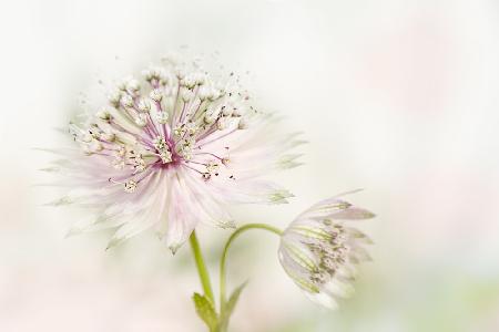 Astrantia