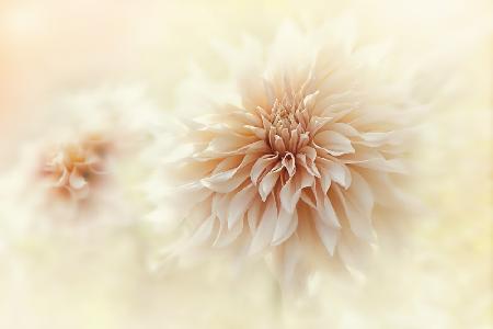 Cafe Au lait Dahlia