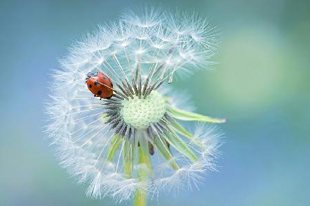 Dandy Lady