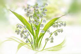 Lily of the valley