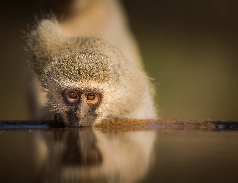 Attentive de Jaco Marx