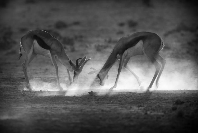 Battle in Black and White de Jaco Marx