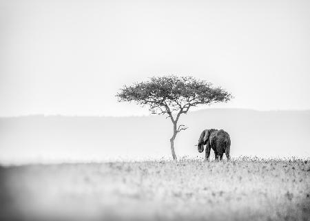 UMBRELLA THORN