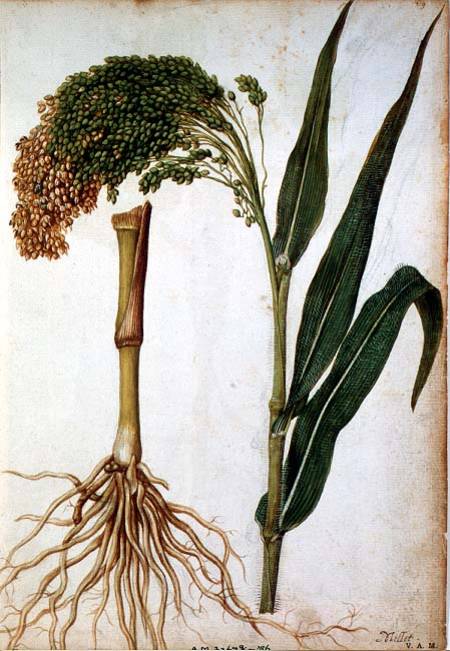 Setaria italica de Jacques Le Moyne