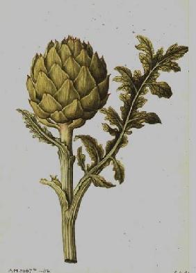 Artichoke: Cynara scolymus