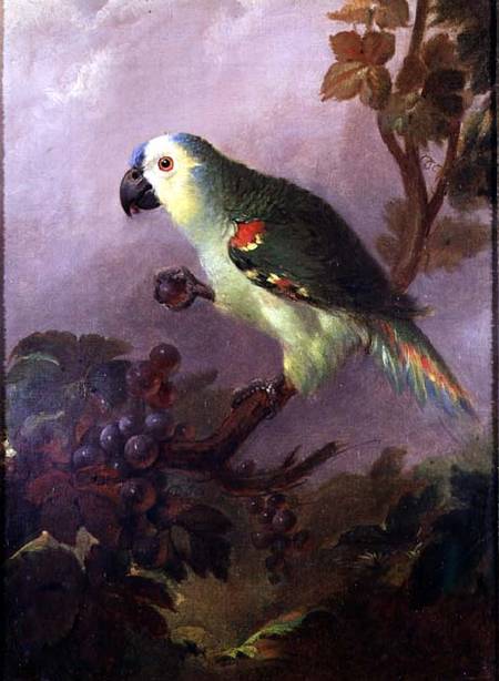 A Parrot de Jakob Bogdani or Bogdany