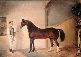 Groom with Hunter on Tredegar Estate, Monmouthshire