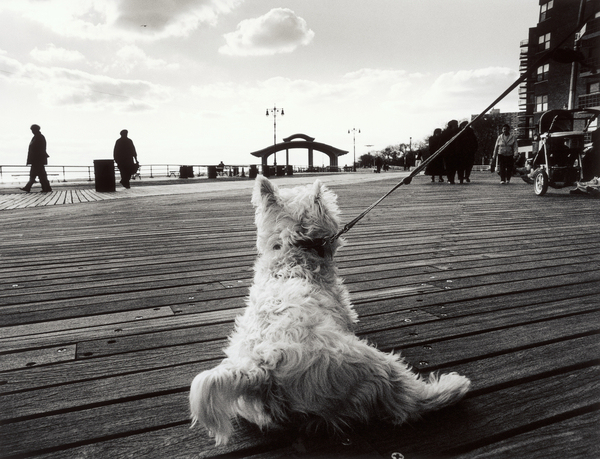 Coney Island Dog, NY de James Galloway