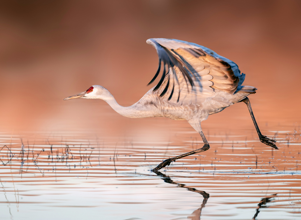 Running In The Morning Mist de James Lu