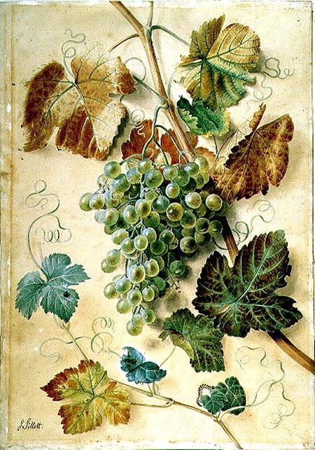 White Grapes de James Sillett