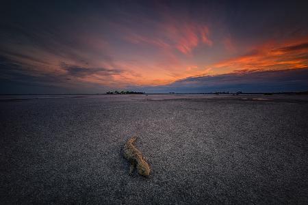 Lezard died in the pink lake