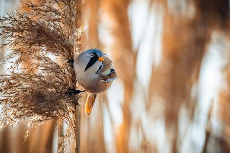 The bearded reedling (Panurus biarmicus)