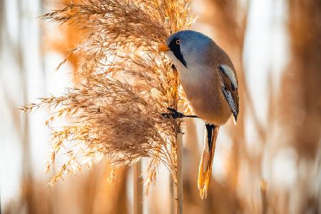 The bearded reedling (Panurus biarmicus)