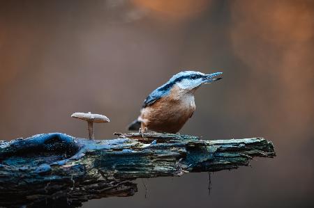 The Eurasian nuthatch or wood nuthatch (Sitta europaea)