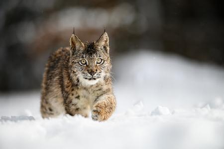 Eurasian lynx (Lynx lynx)