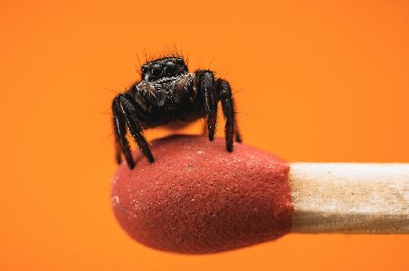 Jumping spider