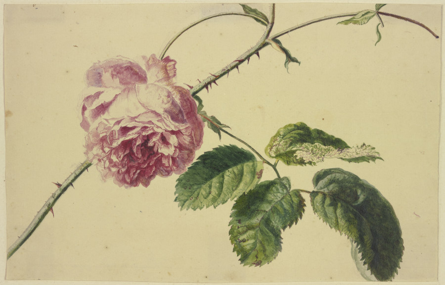 A rose de Jan van Huysum