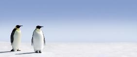 Penguin Panorama