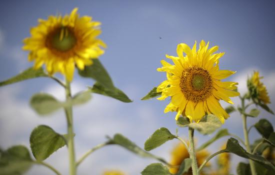 Sonnenblumen auf dem Feld de Jan Woitas