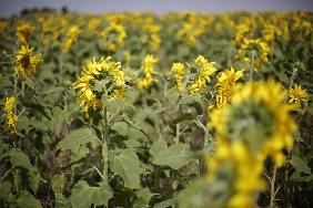 Sonnenblumen auf dem Feld