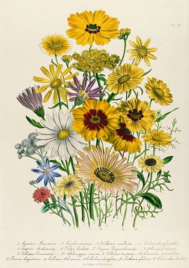 Daisies, plate 31 from ''The Ladies'' Flower Garden'', published 1842 de Jane Loudon