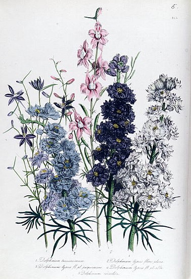 Delphiniums, plate 3 from ''The Ladies'' Flower Garden'', published 1842 de Jane Loudon