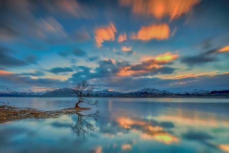 That Wanaka Tree Sunrise