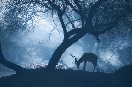 Misty Winter Morning