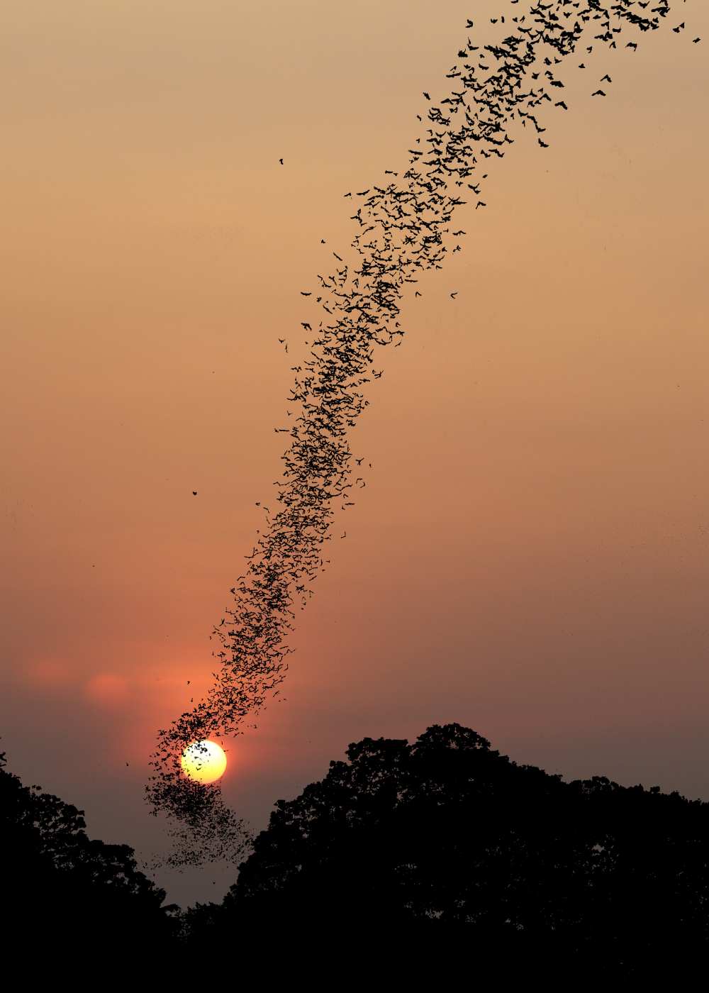 Bat swarm at sunset de Jean De Spiegeleer
