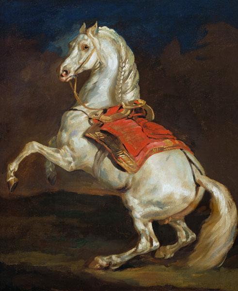 Napoleon's Stallion, Tamerlan