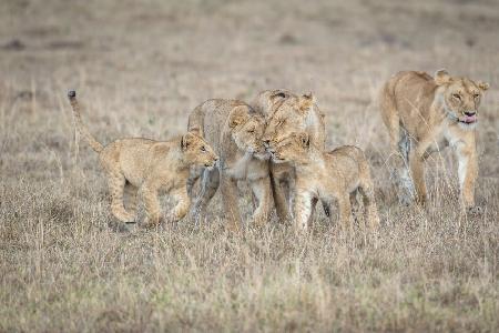 A feline team meeting....