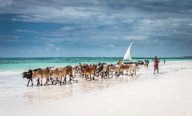 Masai cattle on Zanzibar beach