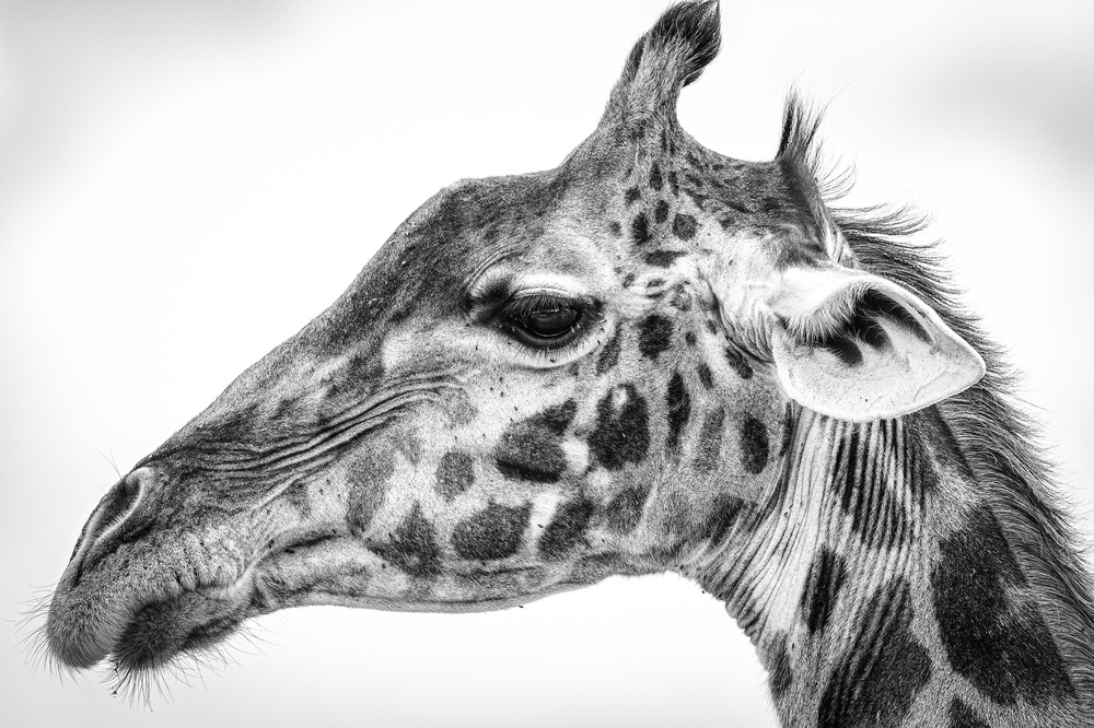 Maasai giraffe de Jeffrey C. Sink