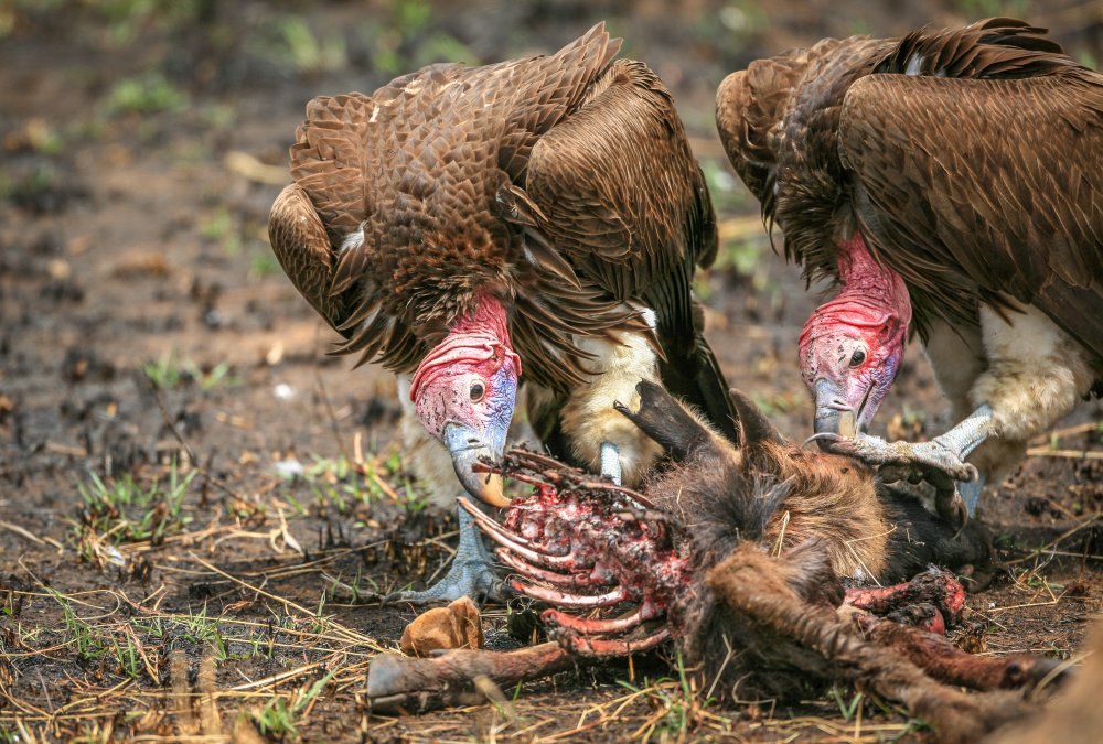 Nubian vultures de Jeffrey C. Sink