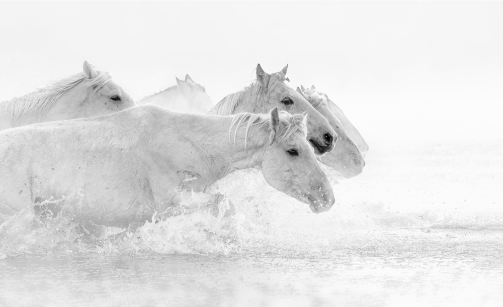 White horses de Jennifer Lu