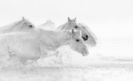 White horses