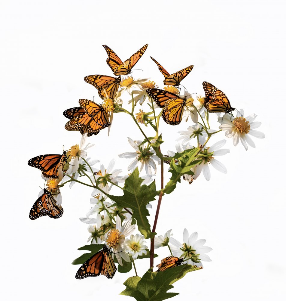 The Dream of Butterflies de Jenny Qiu