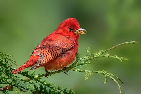 Summer Tanager