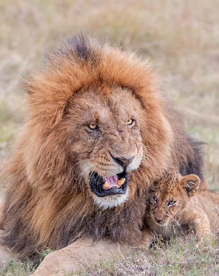 Dad and Cub