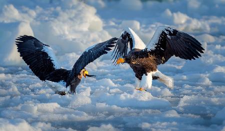 Stellar  sea  Eagle