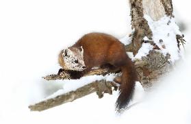 Pine Marten - Algonquin Park