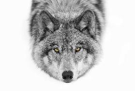 Yellow eyes - Timber Wolf