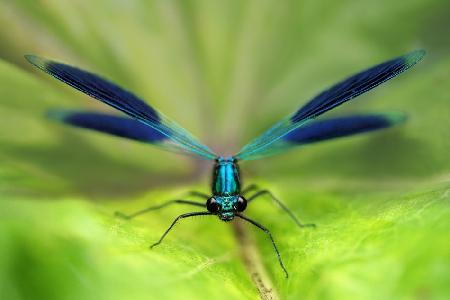 Damselfly