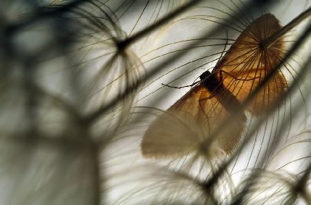 Geometer moth