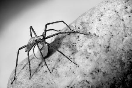 Spider with egg-case