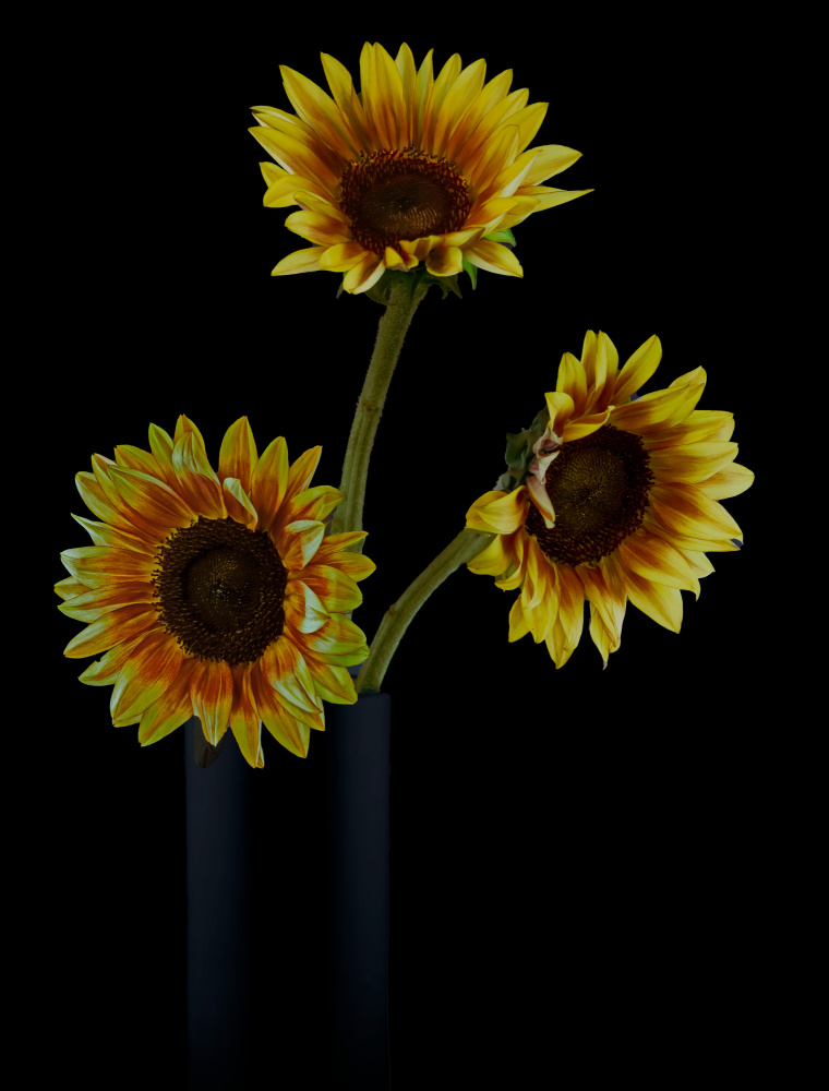 Sunflowers in Shadows de jlloydphoto