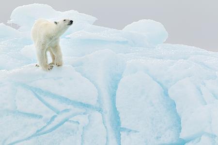 Polar bear on iceberg