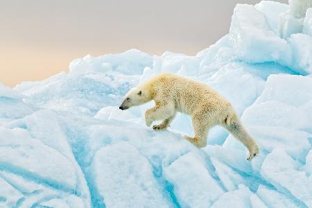 Polar Bear at Svalbard