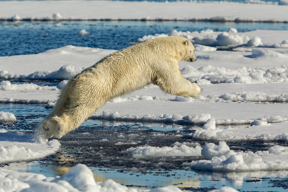 Polar bear jumping de Joan Gil Raga